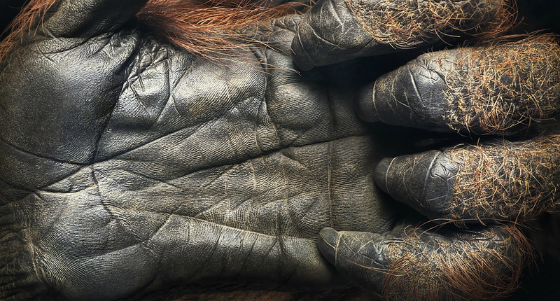 Illustration for article titled Tim Flach's intimate animal portraits reveal nature's human side